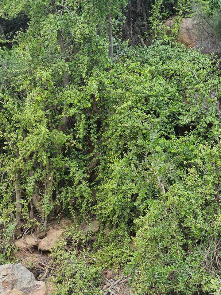 Portulacaria afra forest by Niel Nel